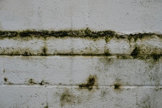 Close-up of an aged mossy brick wall in Greystoke, England.